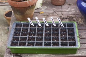 The first chillies of 2009 hit the soil!