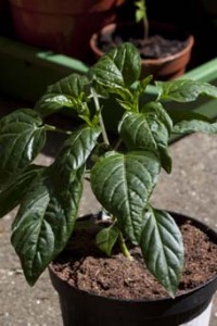 Orange Habanero