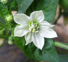 Chillie flowers