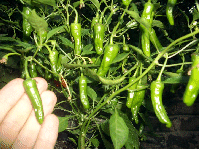 Nearly ripe pods