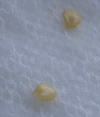 Chillie seeds being softened up prior to planting