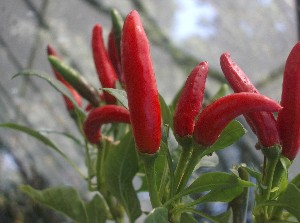 Thai Dragon pods