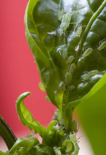 Chili Pepper Plant. Aphids on Chilli Pepper Plants