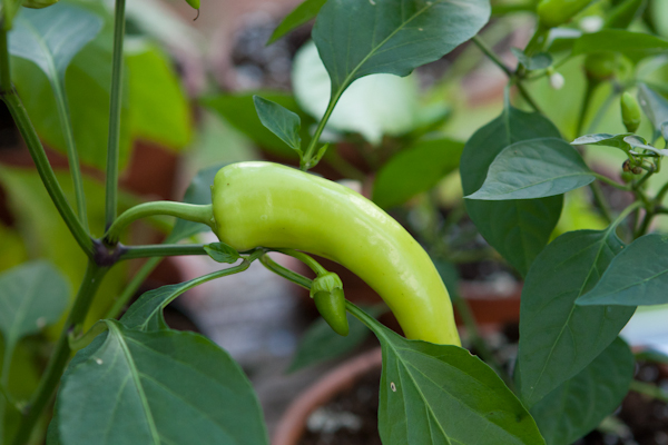 Are green peppers just unripe red peppers?