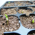 Speeding Up Pepper Germination