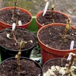 Overwintering Failure