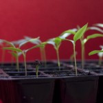 Chilli Peppper Seedlings