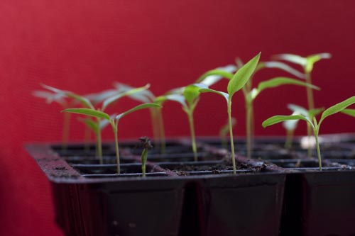 Germinated Chilli Seedlings Germinated Chilli Seedlings