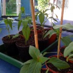 Repotted Chilli Plants