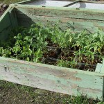 Hardening Off Chilli Plants