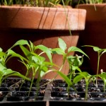 Chilli Seedlings Ready To Pot On