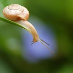 Snail On a Leaf