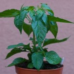 Chilli Plant - Growing Update