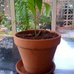Drooping Chilli Plant Leaves