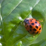 Natural Aphid Control