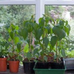 Chilli Plant Pot Size Experiment