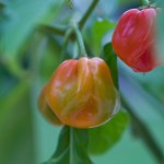 Shop Bought Chilli Plants