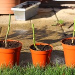 Time to Over Winter My Chillies