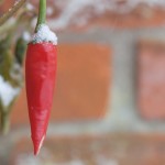 Chilly Chillies