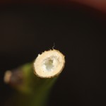 Hallow Stemmed Chilli Plant