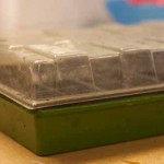 Germinating Chilli Seeds