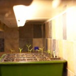 Pepper Grow Lights on the Cheap