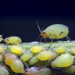 Aphid Infestation