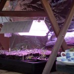 Chilli Grow Light Setup