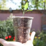 Potting On Chillies