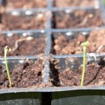 Scorched Chilli Seedlings