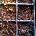 Scorched Chilli Seedling