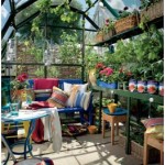 Growing Chillies in Glasshouses