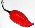 When Eating Bhut Jolokias Goes Wrong!