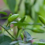 F1 Super Chilli Plants