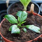 Stunted Naga Chilli Plant