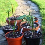 Time to Over Winter My Peppers