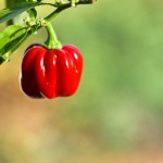 The End of the Growing Season