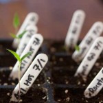 Chilli Pepper Germination Update