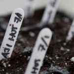 2012 Pepper Growing Season is Underway!