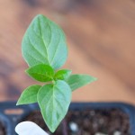 Potting on Chilli Seedlings