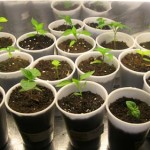 Guest Grow Log from a Canadian Chilli Head