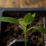 Chilli Pepper Update