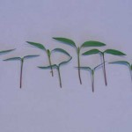 Thinning Pepper Seedlings