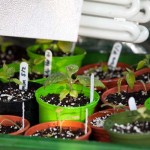 Chilli Pepper Plants Growing