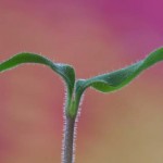 Hairy Chilli Seedlings