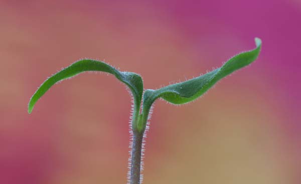 Lemon Drop Seedling Lemon Drop Seedling