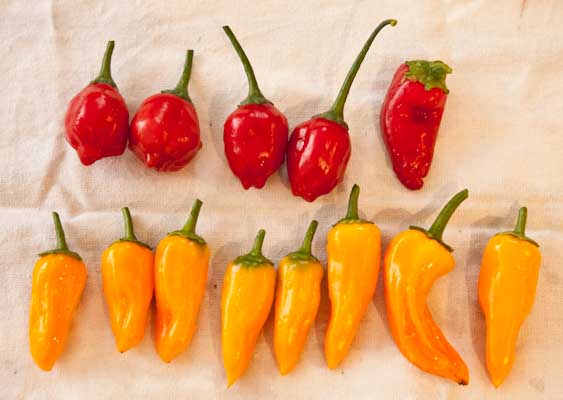 Chilli Pepper Harvest Chilli Pepper Harvest