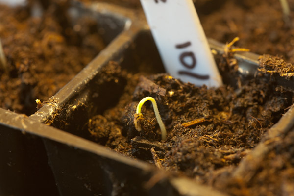 Chilli Germinating