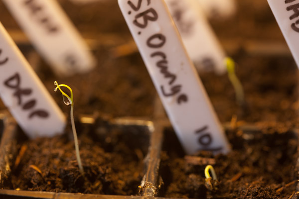 Germinating Chilli Seedlings