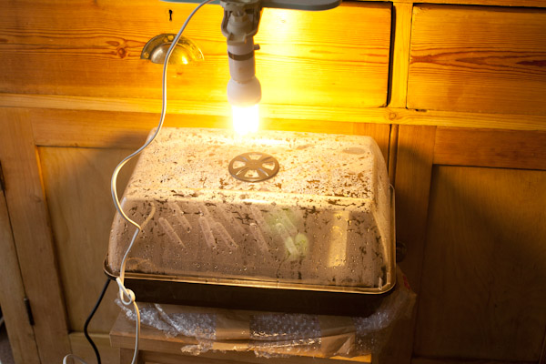 CFL Light over Propagator